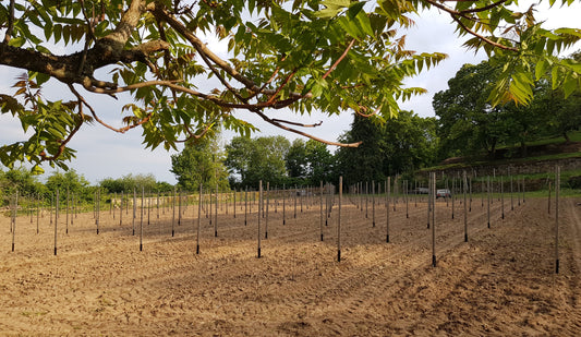 Riesling100